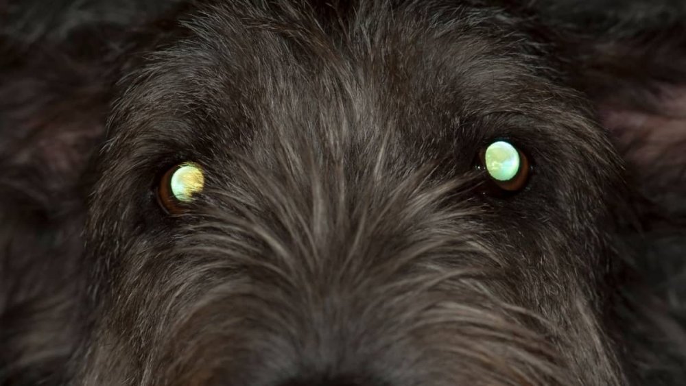 Dog-Eye-Reflection-Color-Chart-And-Why-Dogs-Eyes-Glow-In-Different-Colors-3496562561.thumb.jpg.628e91721e6dda712132ffa2dffaa7b3.jpg