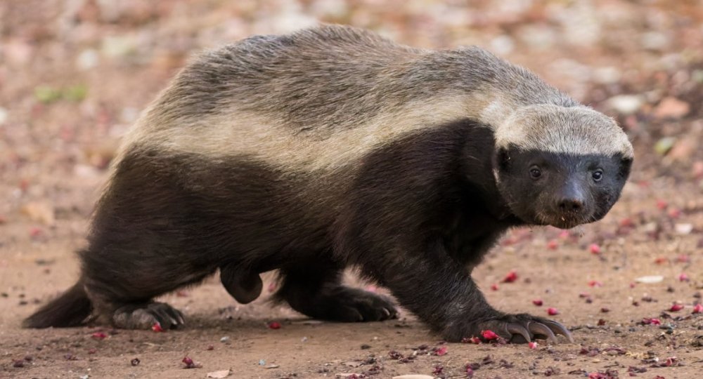 Honey_Badger.thumb.jpg.cc6d63b0b8c6ef655166ae273fff6478.jpg