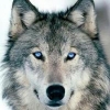 Wolfar15